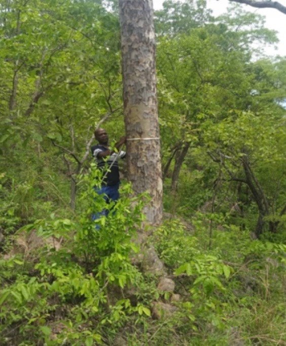 FRIM 2025 tree count